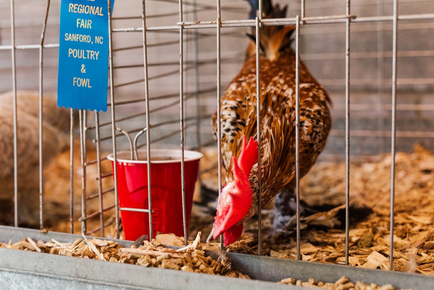 The Role of Feed Optimization in Poultry Health