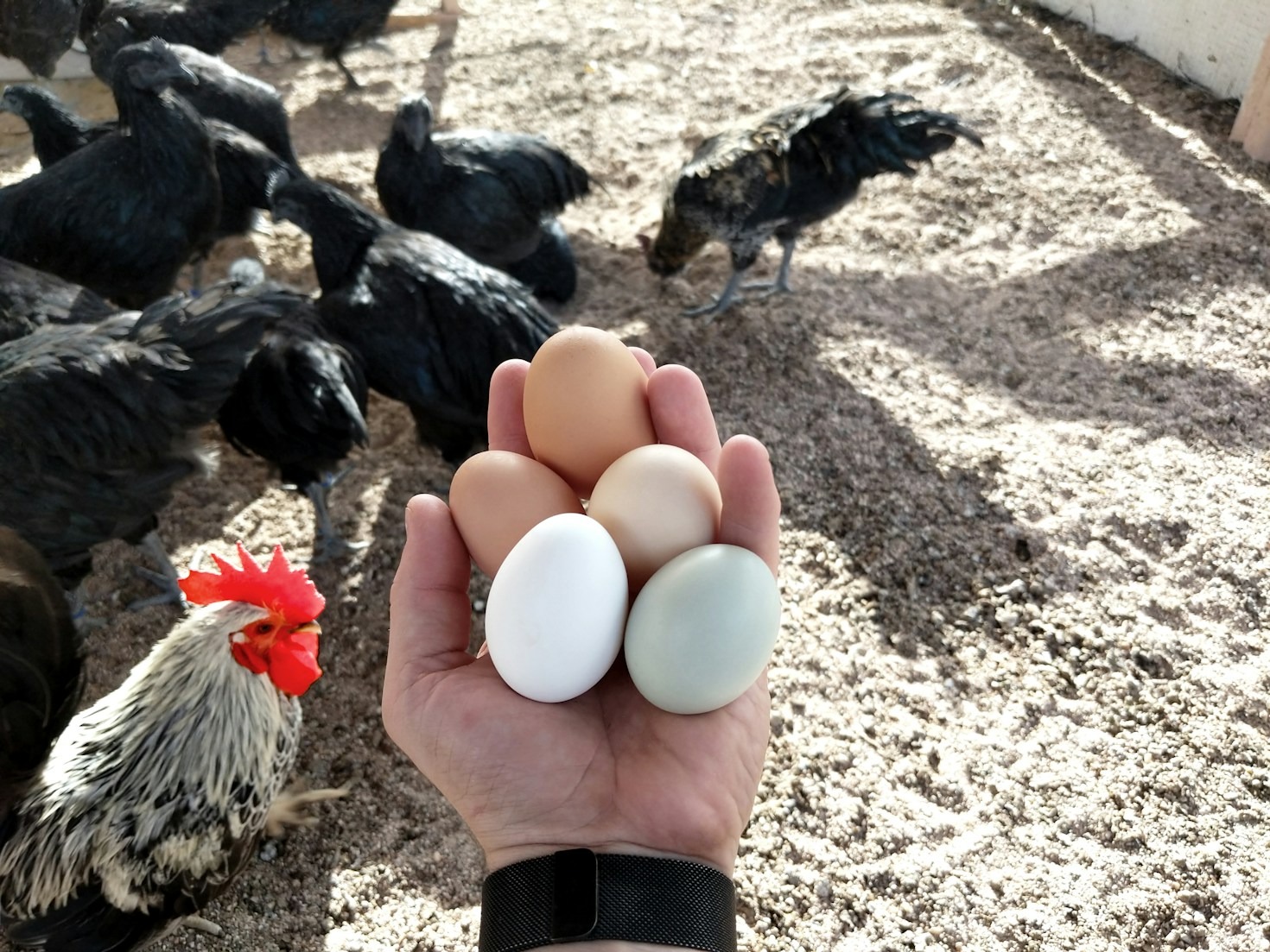 Balancing Profit and Responsibility in Poultry Farming