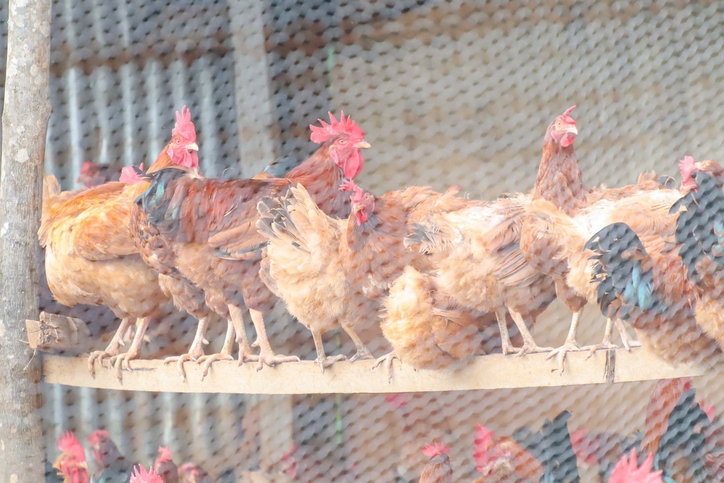 Samuel Acosta’s Guide to Sustainable Chicken Farming